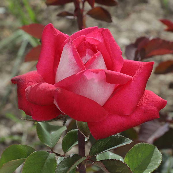 Роза чайно-гибридная Акапелла Садовита