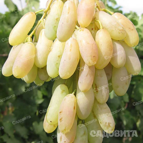 Виноград Леди Патриция средний Садовита