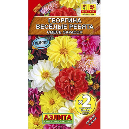 Георгин Веселые ребята 2-ая гр Аэлита Ц 