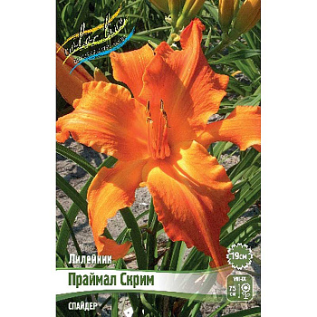 Лилейник Праймал Скрим I 25 шт Биг-пак 9379