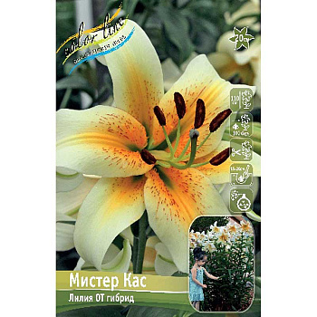 Лилия Мистер Кас 12/14 5 шт 