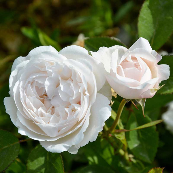 Роза шраб Винчестер Кафедрал (английская) Садовита