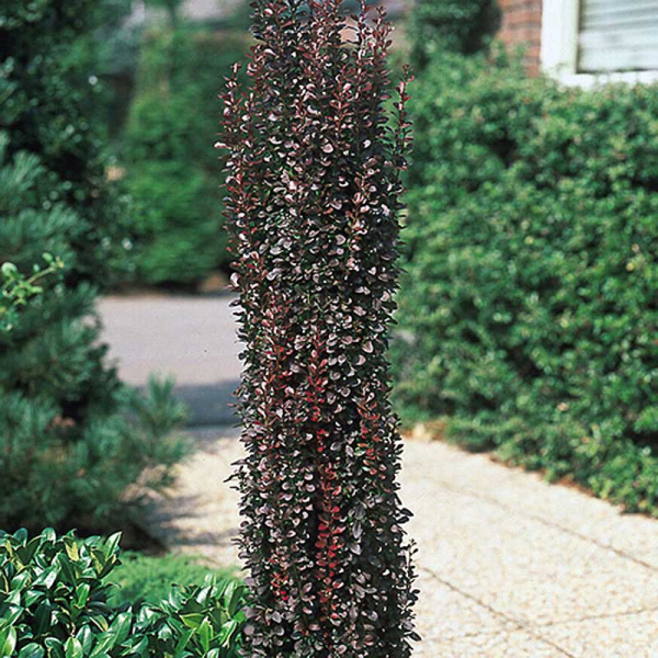 Барбарис Тунберга Хелмонд Пиллар Р9 ,шт Садовита