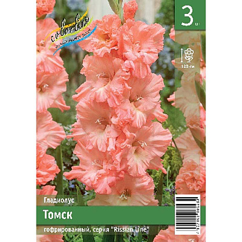 Гладиолус Томск 10/12 3 Эконом шт