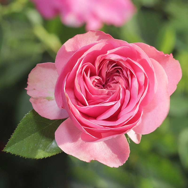 Роза шраб Роза Мунди Садовита