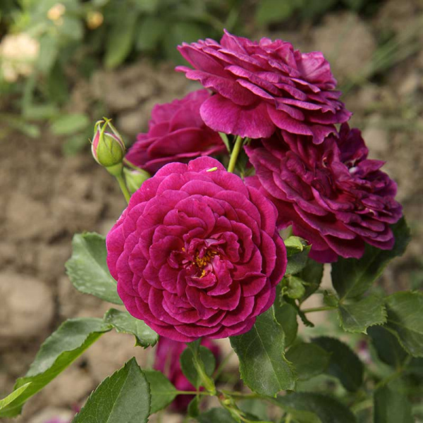 Роза флорибунда Эбб Тайд Садовита