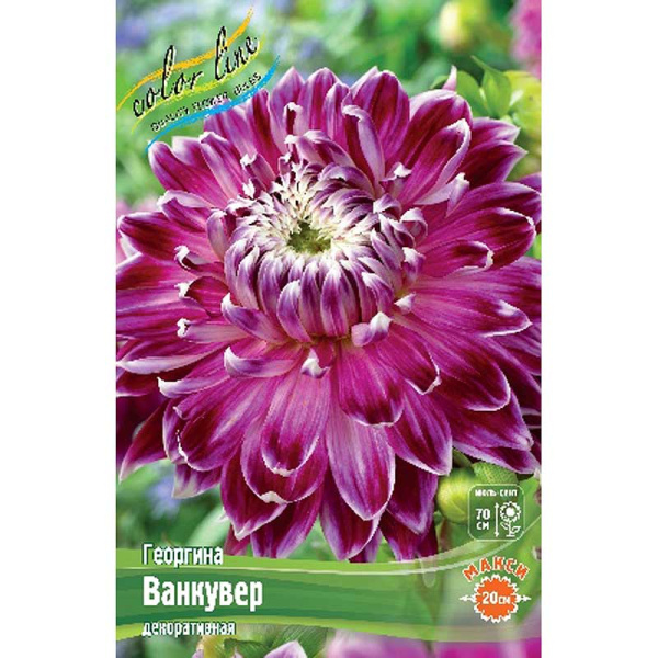 Георгина Ванкувер I 15 шт Шоу-бокс 8931