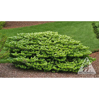 Пихта Корейская Грин Карпет C1.5 шт