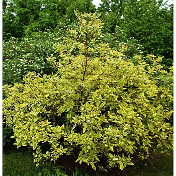 Дёрен Белый Спаети P9