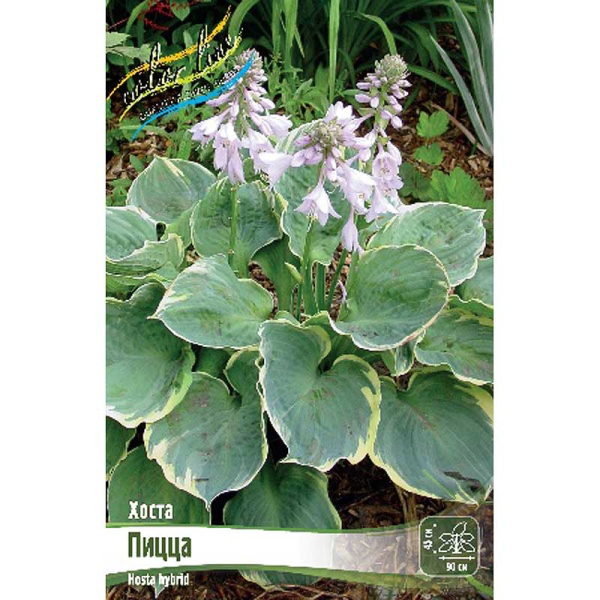 Хоста Пицца 1 n 1 шт