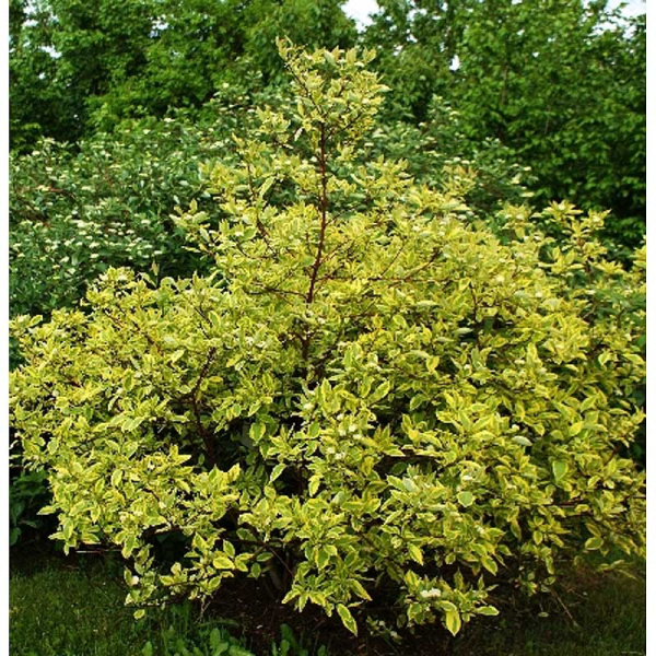 Дёрен Белый Спаети P9