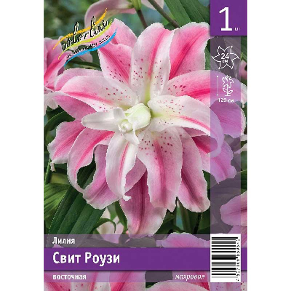 Лилия Свит Роузи 12/14 1 Эконом шт 