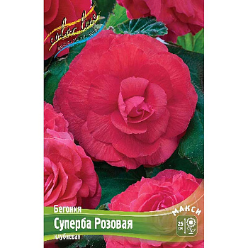 Бегония Суперба Розовая 4/5 50 шт Шоу-бокс 10967