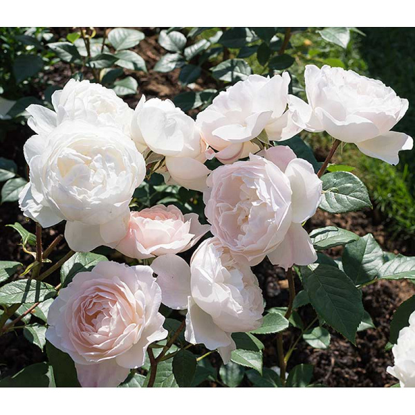 Роза шраб Дездемона (английская) Садовита