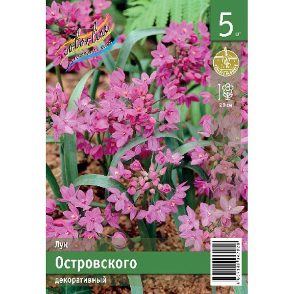 Лук Декор. Островского 4/5 5 шт