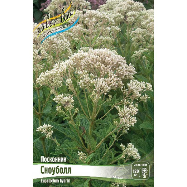 8577 Биг-Пак Посконник Сноуболл I 25 шт 