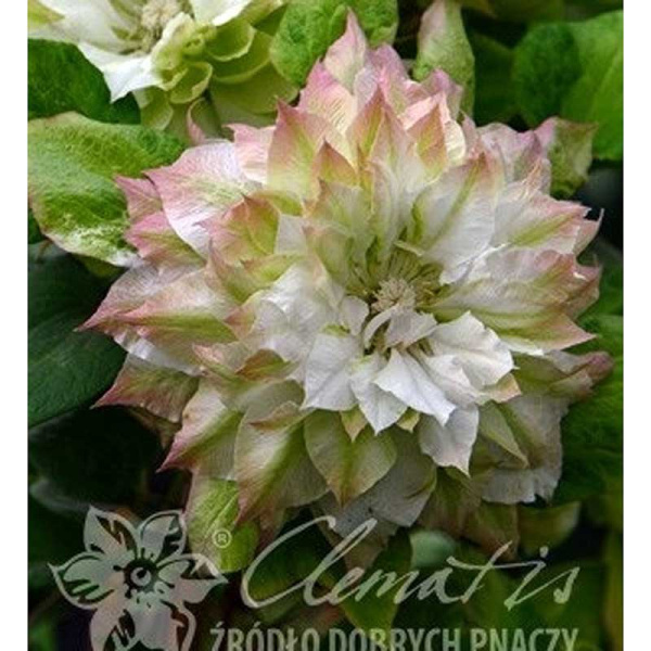 Клематис Мидори P9 шт