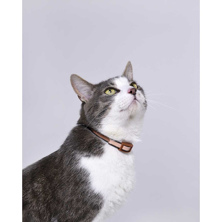 Барс Ошейник от блох и клещей для кошек АВ728 x60