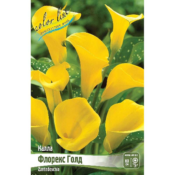 Калла Флорекс Голд 12/14 30 шт Шоу-бокс 8719 