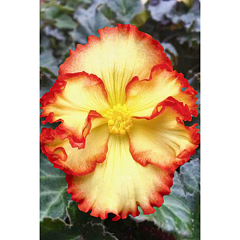 Бегония Пикоти Желто-Красная 5/6 3 шт Садовита 