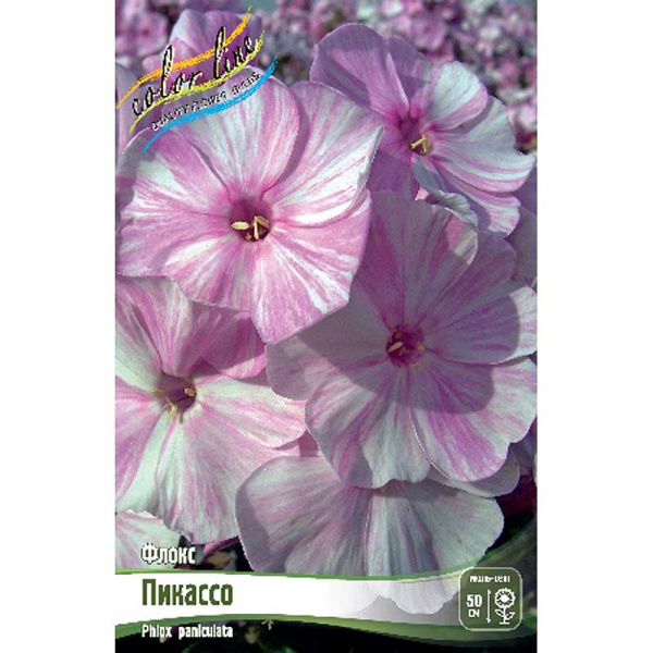 Флокс Пикассо I 2 шт 