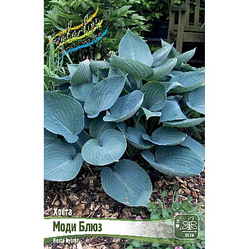 Хоста Моди Блюз 1 n 1 шт