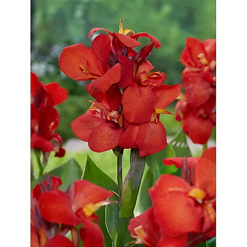 Канна (Зелен) Шайнинг Рэд I 1 шт