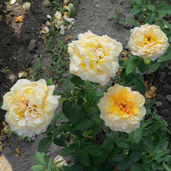 Роза Шраб София Ренессанс Садовита