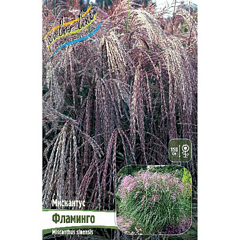 Мискантус Фламинго 2/3 2 шт
