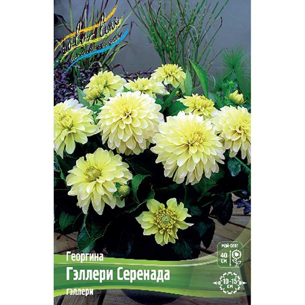 Георгина Гэллери Серенада I 1 шт