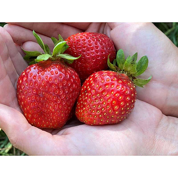 Земляника садовая ремонтантная Бьюти (цена за 40 шт.) ОСП