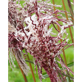 4033 Биг-Пак Мискантус Букле 2/3 25 шт 