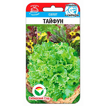 Салат Тайфун СибСад