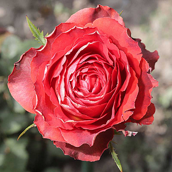 Роза чайно-гибридная Гиннесс Садовита