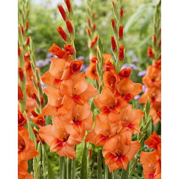 11190 Шоу-Бокс Гладиолус Дженни 8/10 150 шт 