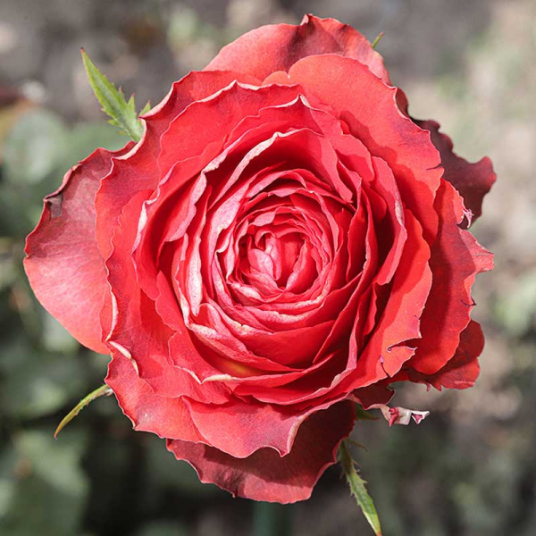 Роза чайно-гибридная Гиннесс Садовита