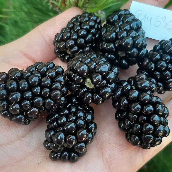 Ежевика Кустистая Глорнива P9