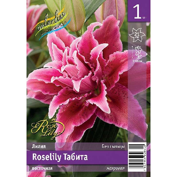Лилия Roselily Табита 12/14 1 Эконом шт 