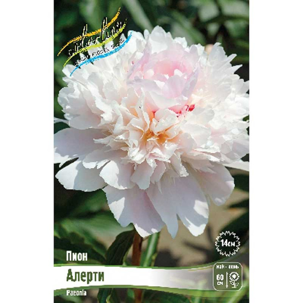 Пион Алерти 2/3 n 25 шт Биг-пак 13450