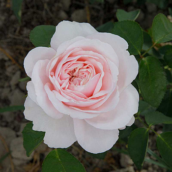 Роза чайно-гибридная Айлин Садовита