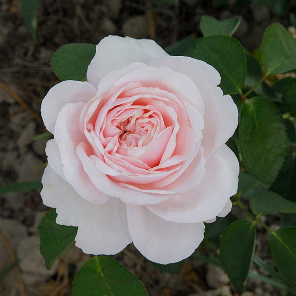 Роза чайно-гибридная Айлин Садовита