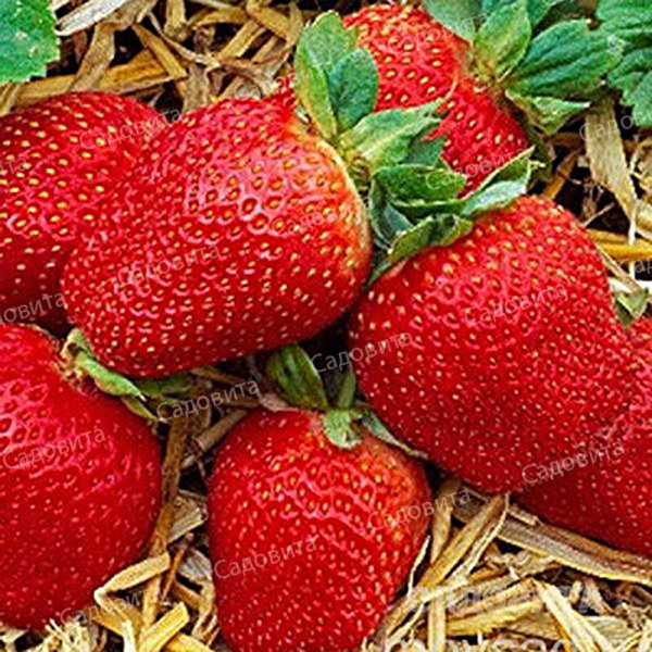 Земляника садовая Вивальди (цена за 40 шт) ОСП