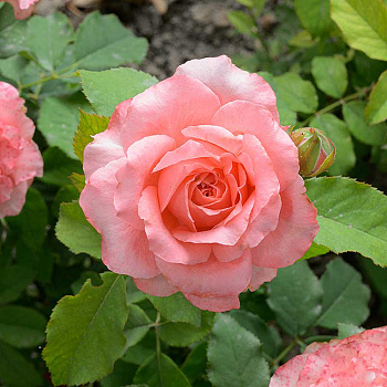 Роза флорибунда Корал Желе Садовита