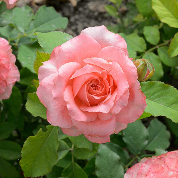 Роза флорибунда Корал Желе Садовита