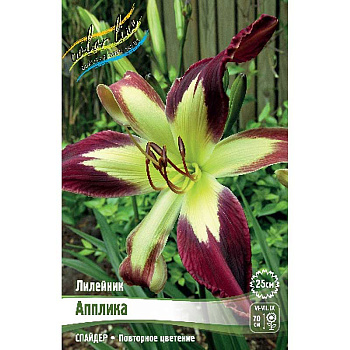 Лилейник Апплика I 1 шт 