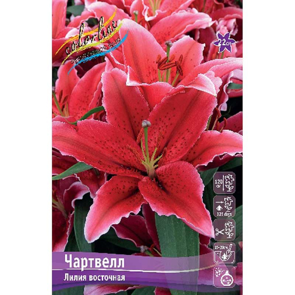 Лилия Чартвелл 12/14 5 шт