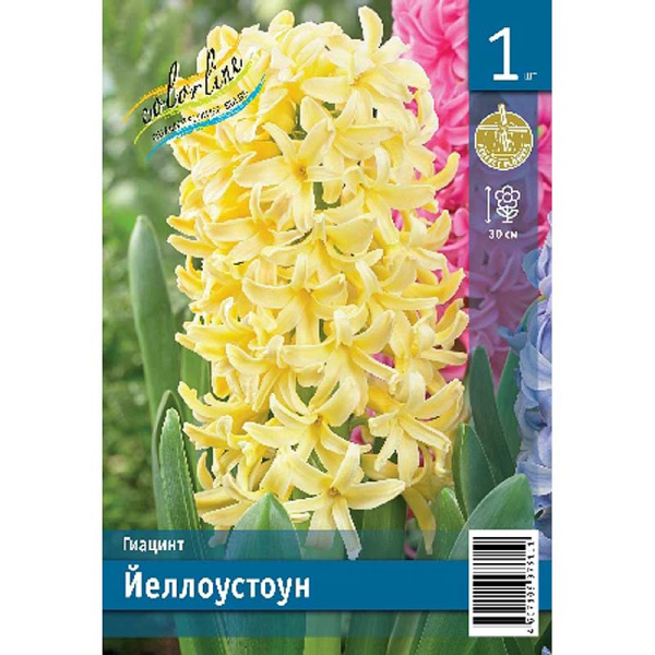 Гиацинт Йеллоустоун 14/15