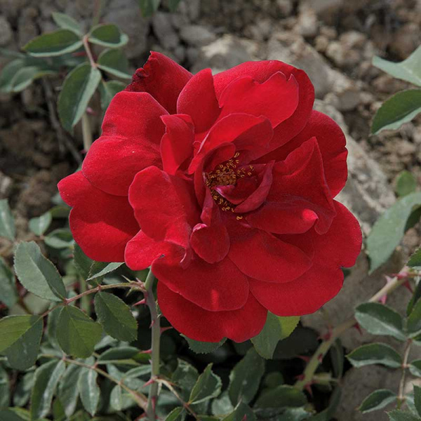 Роза плетистая Сантана Садовита