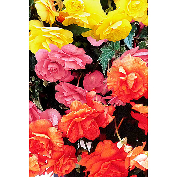 Бегония Каскад Пендула Смесь 5/6 3 шт Садовита