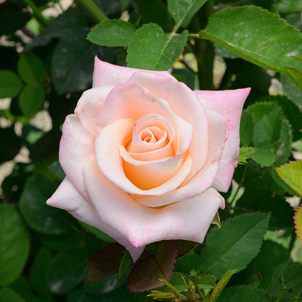 Роза Чайно-гибридная Вип Нью Мисс Садовита